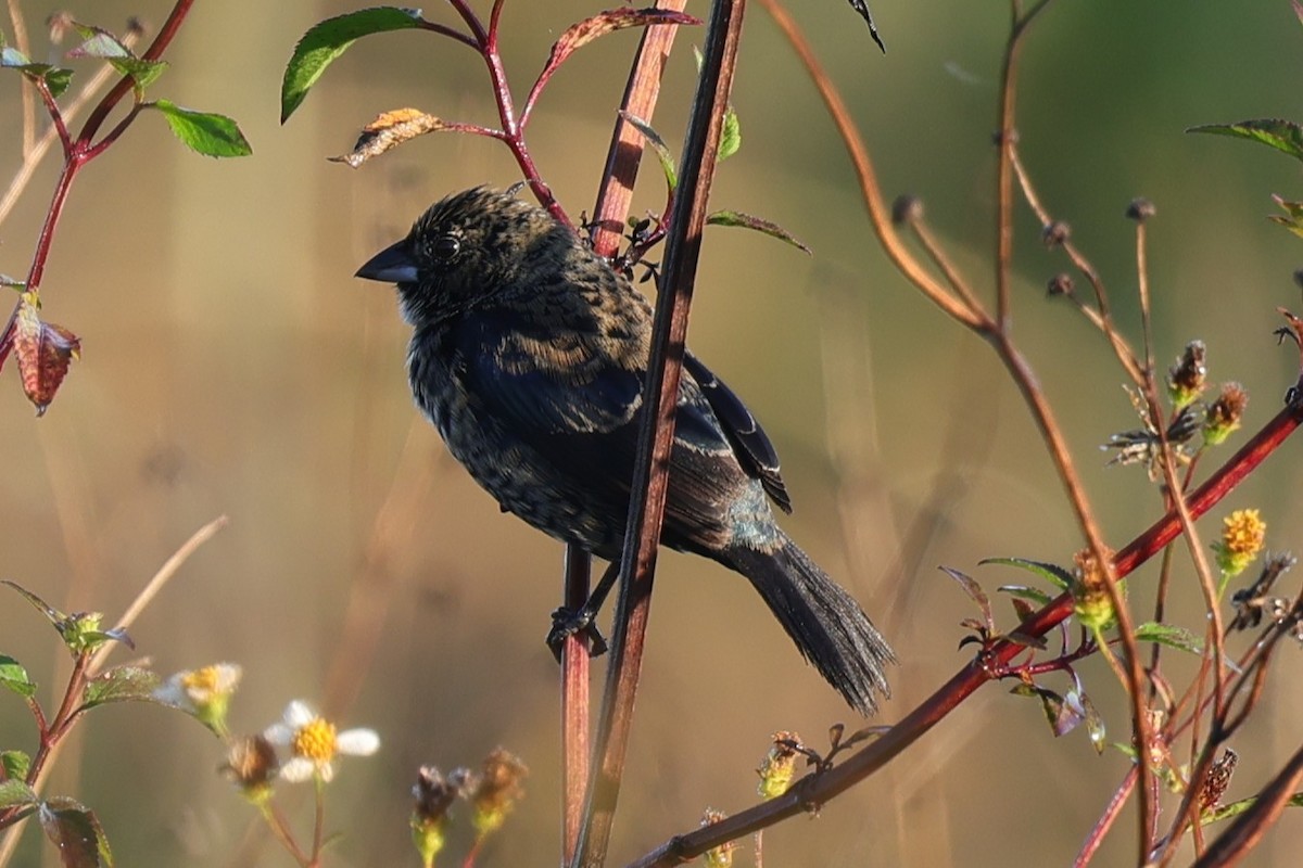 Blue-black Grassquit - ML647182098