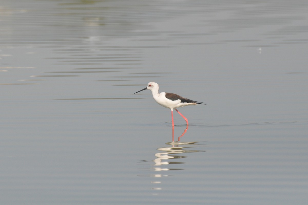 Black-winged Stilt - ML647182105