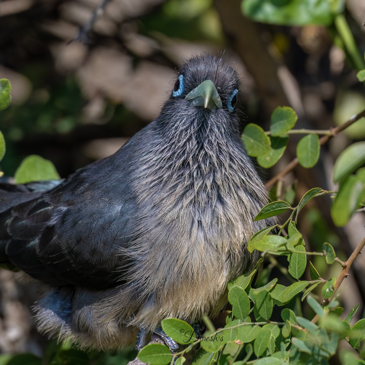 Синеглазая малкоа - ML647182111