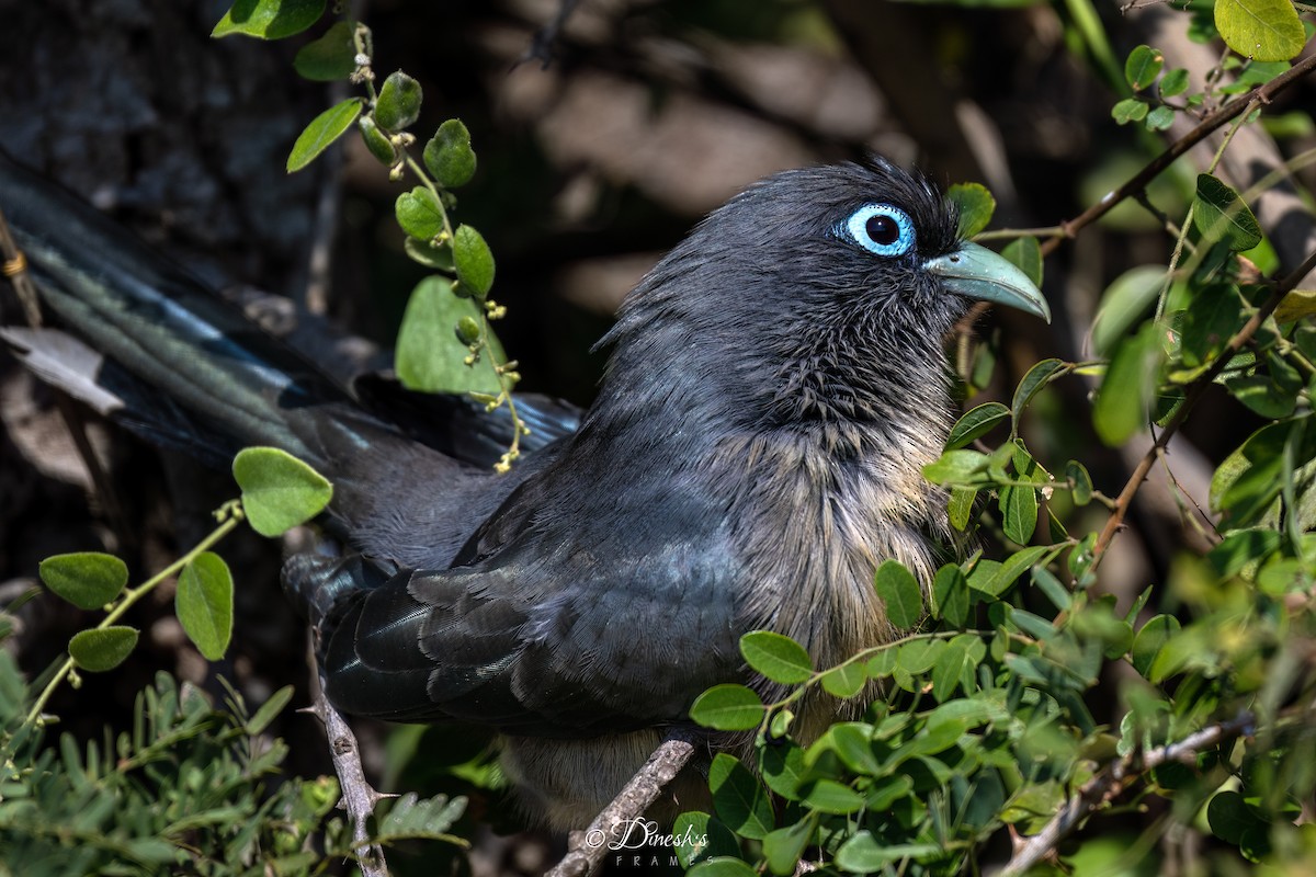 Синеглазая малкоа - ML647182112