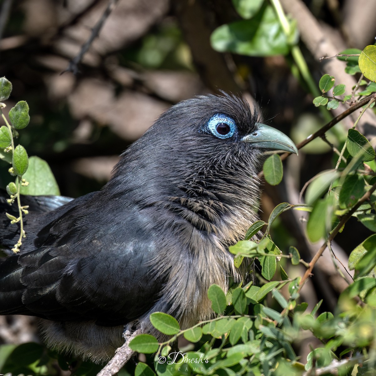 Синеглазая малкоа - ML647182113