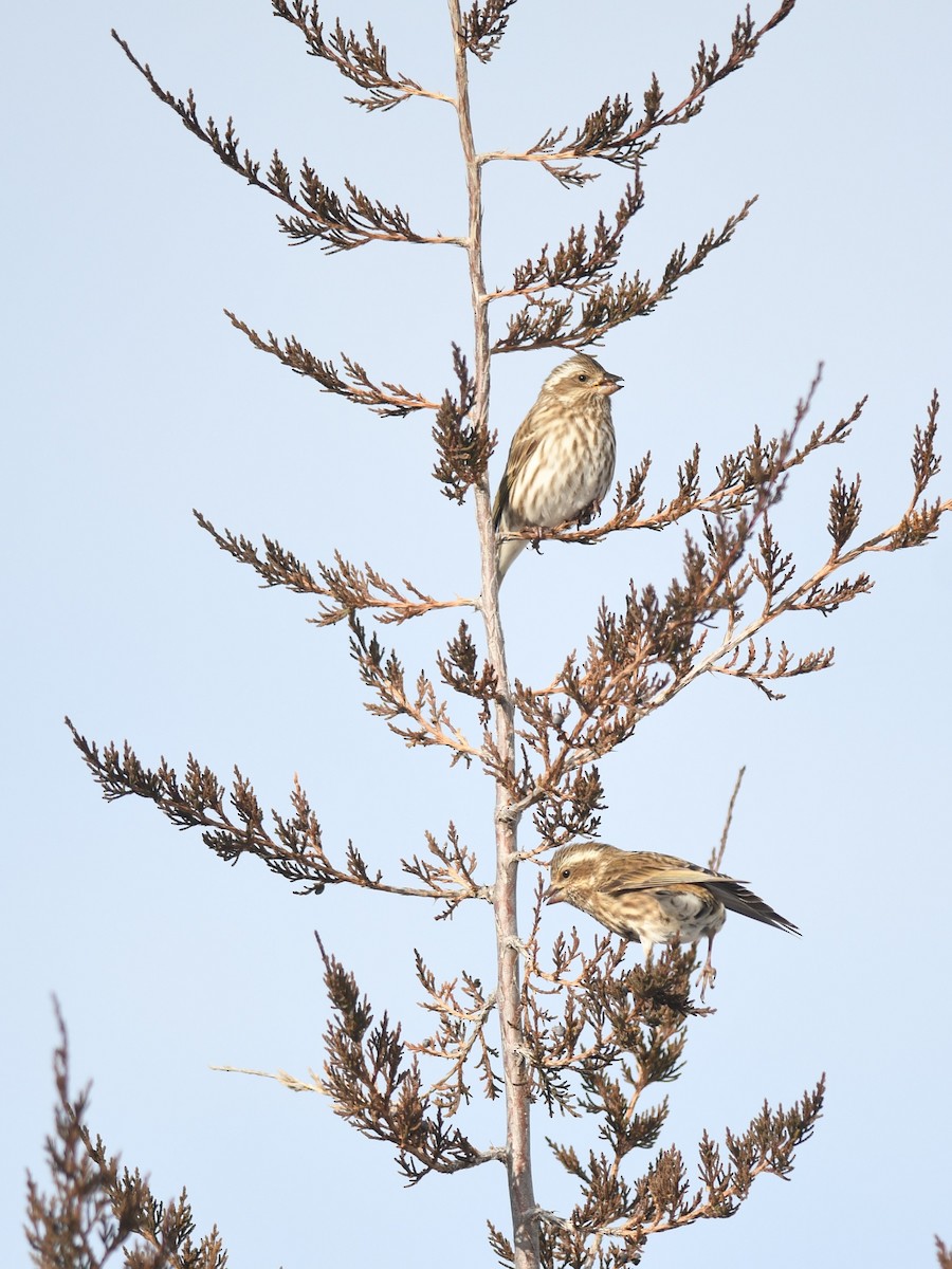 ムラサキマシコ - ML647182114