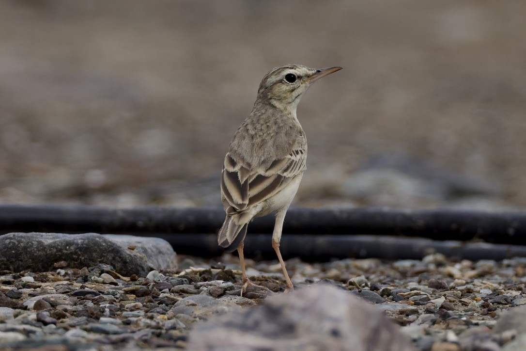 Tawny Pipit - ML647182120