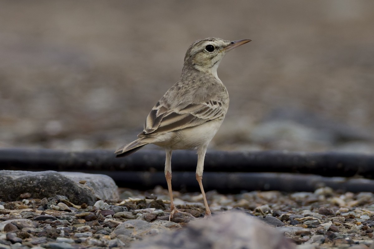 Tawny Pipit - ML647182121