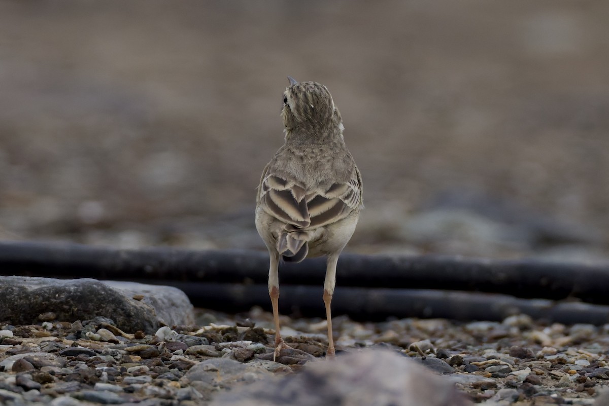 Tawny Pipit - ML647182122