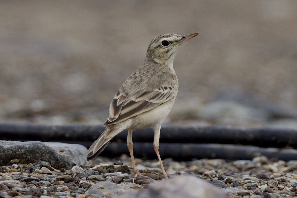 Tawny Pipit - ML647182123