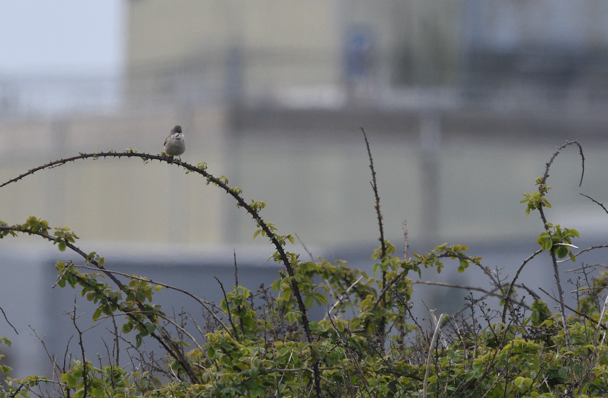 Greater Whitethroat - ML647182127