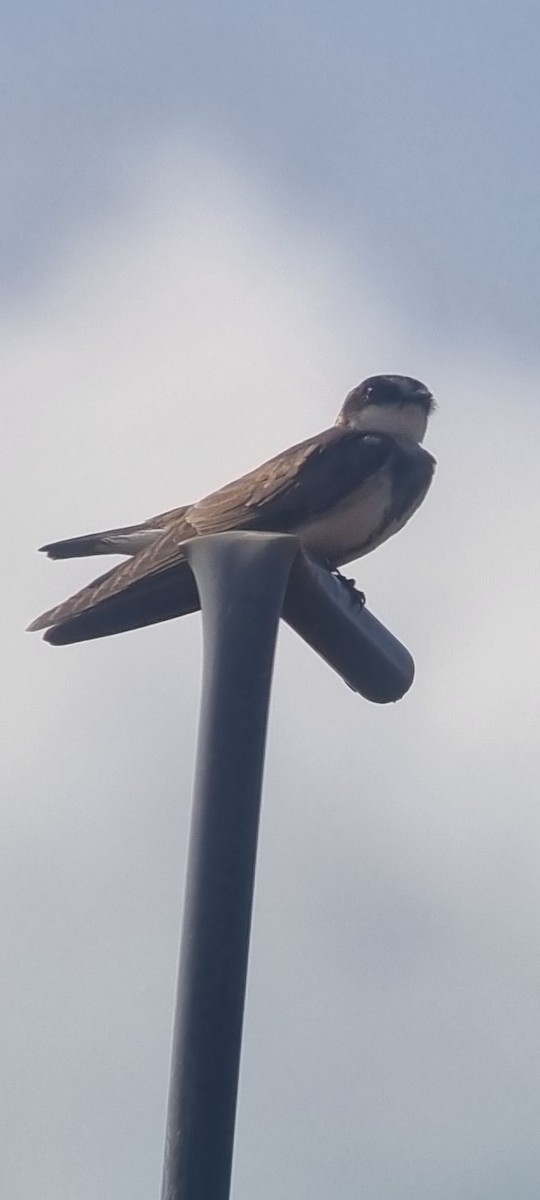 Banded Martin - ML647182129