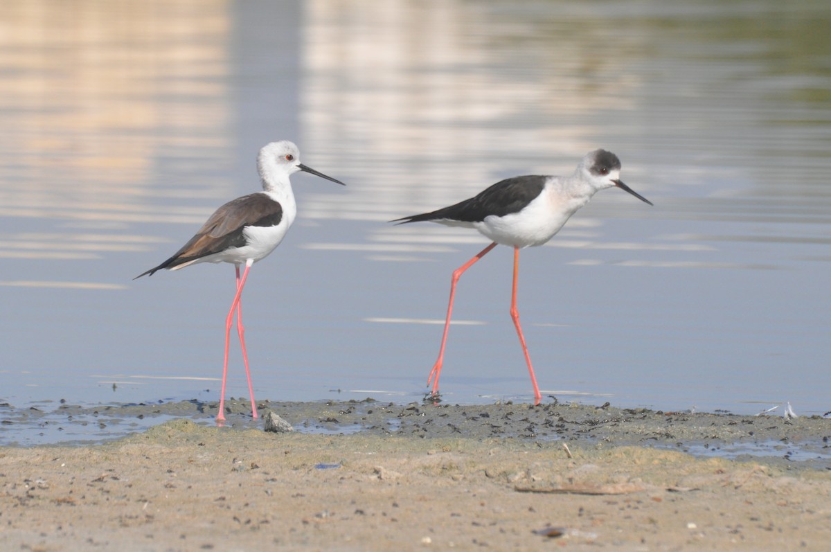 Black-winged Stilt - ML647182130