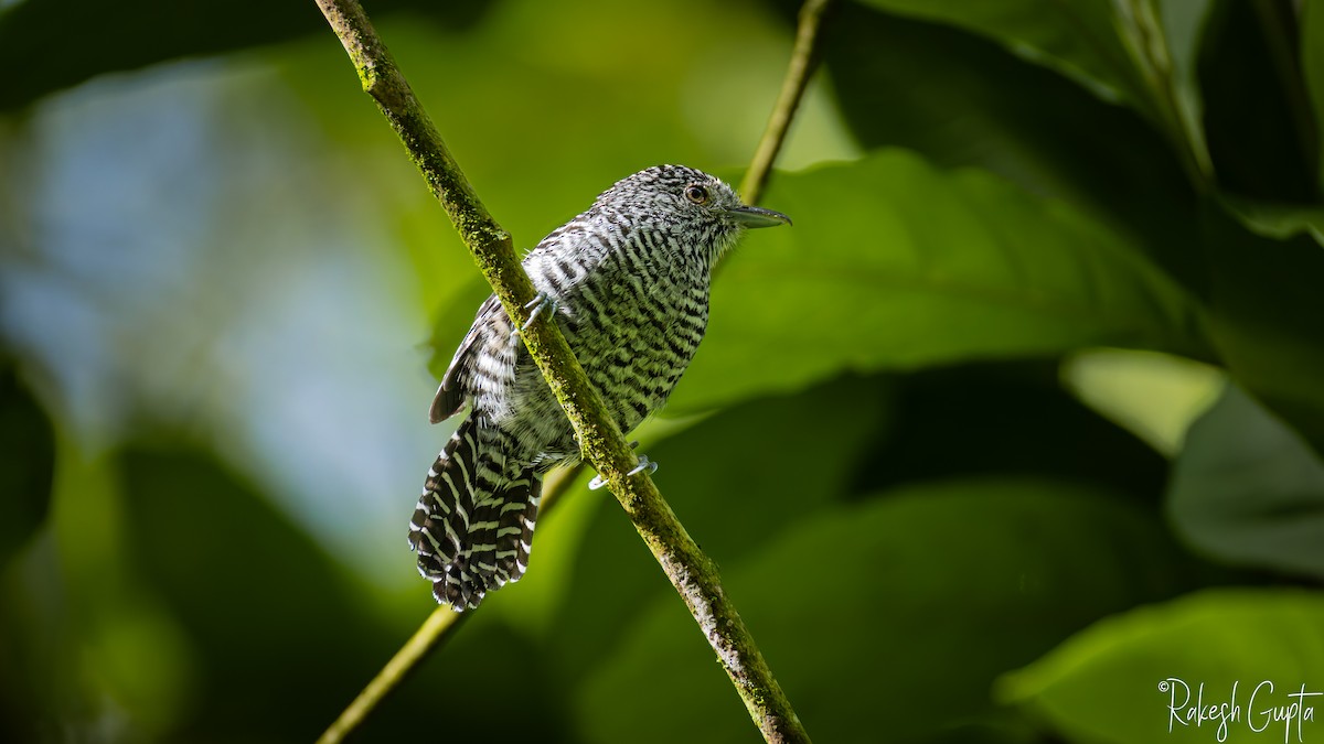 Bar-crested Antshrike - ML647182131