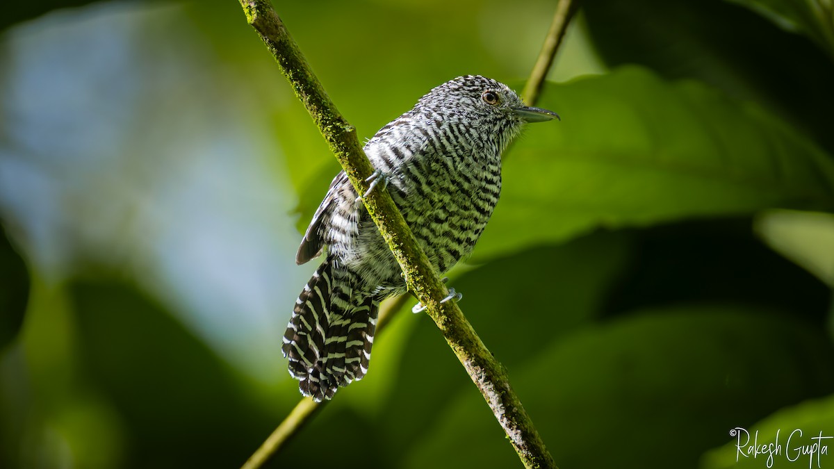 Bar-crested Antshrike - ML647182132