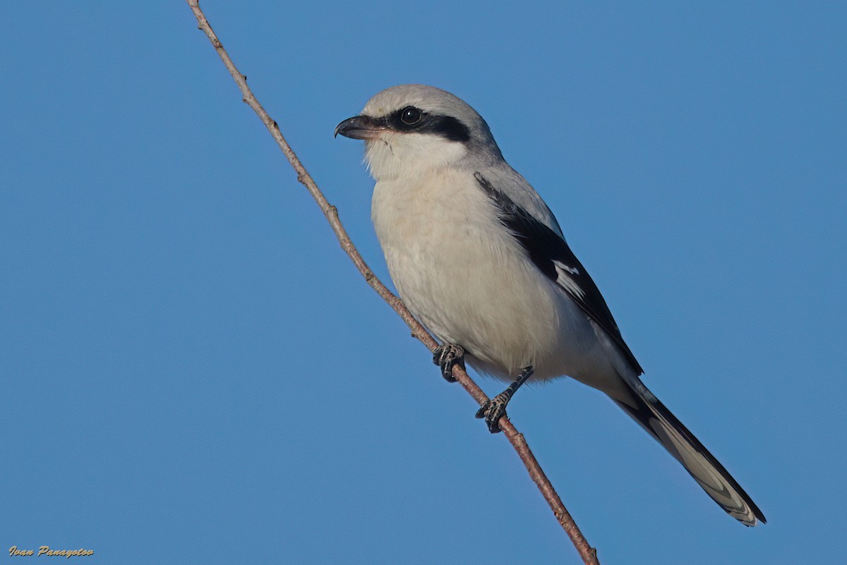 Great Gray Shrike - ML647182134