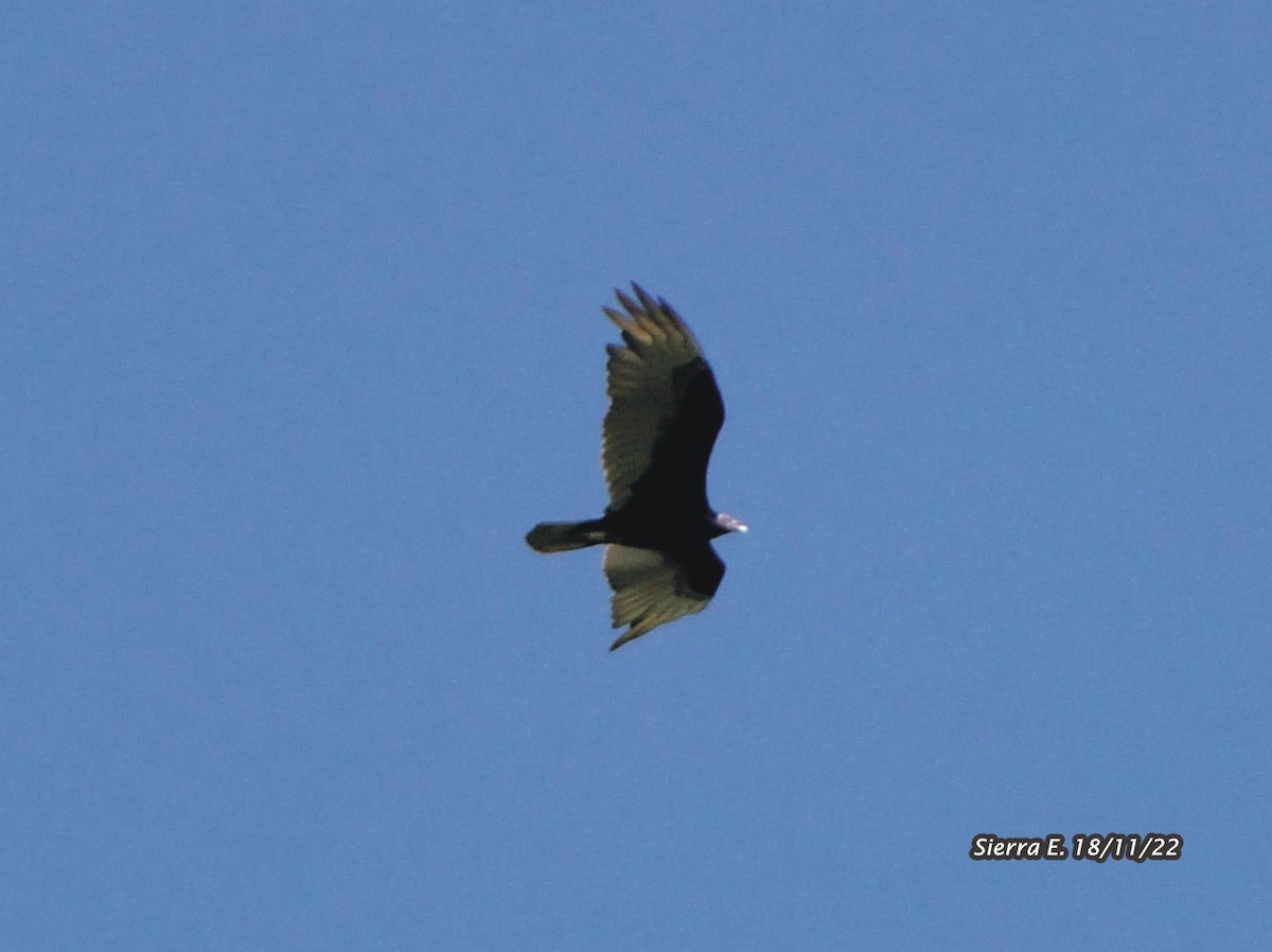 Turkey Vulture - ML647182135