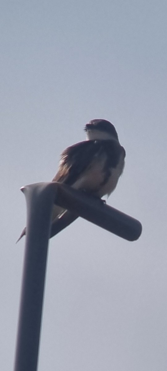 Banded Martin - ML647182136