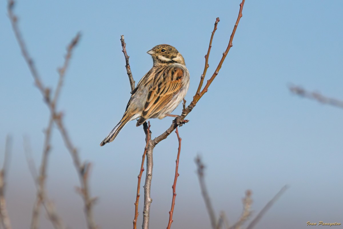 Reed Bunting - ML647182138