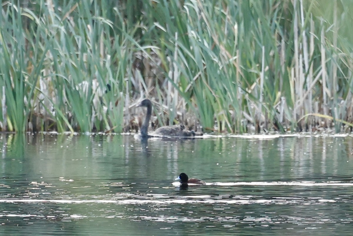 Blue-billed Duck - ML647182139
