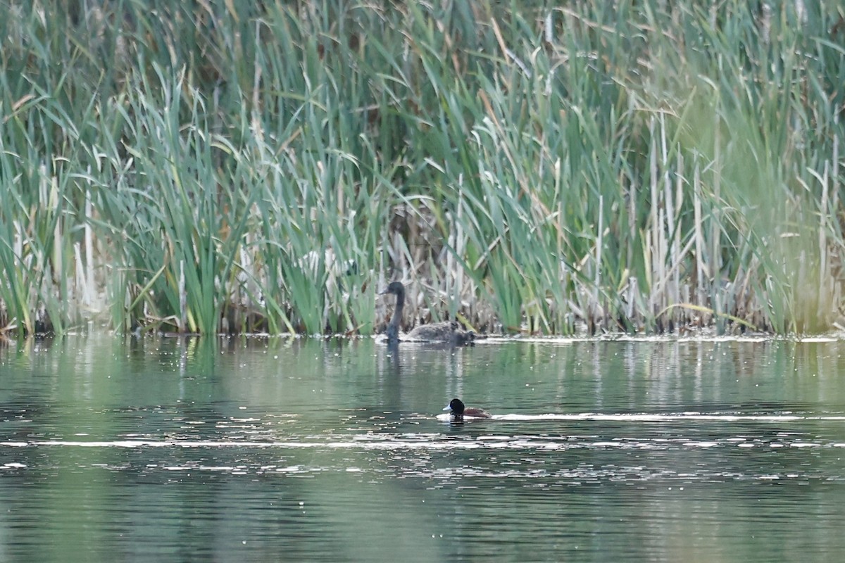 Blue-billed Duck - ML647182140