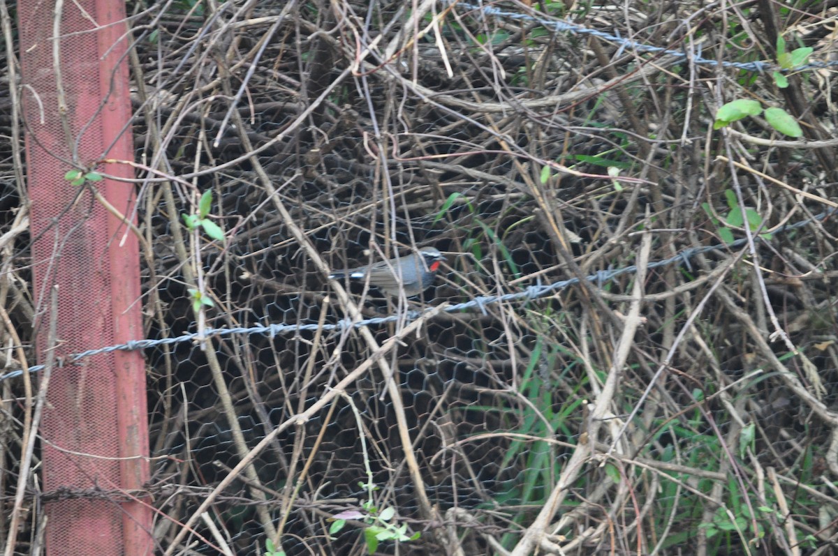 Himalayan Rubythroat - ML647182144