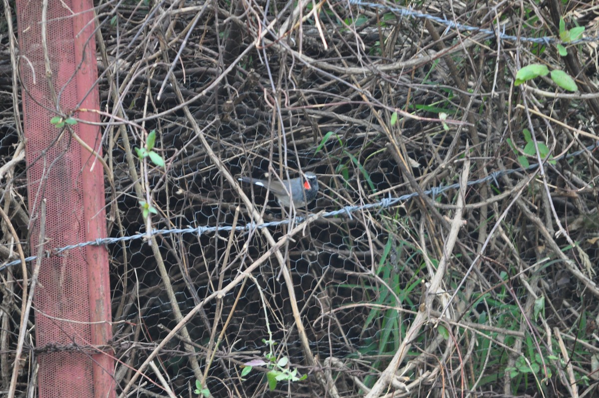 Himalayan Rubythroat - ML647182145