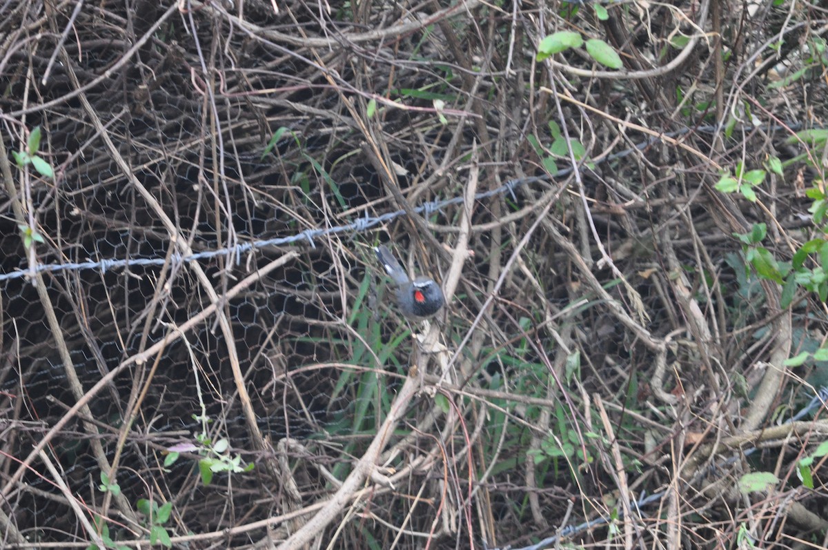 Himalayan Rubythroat - ML647182146