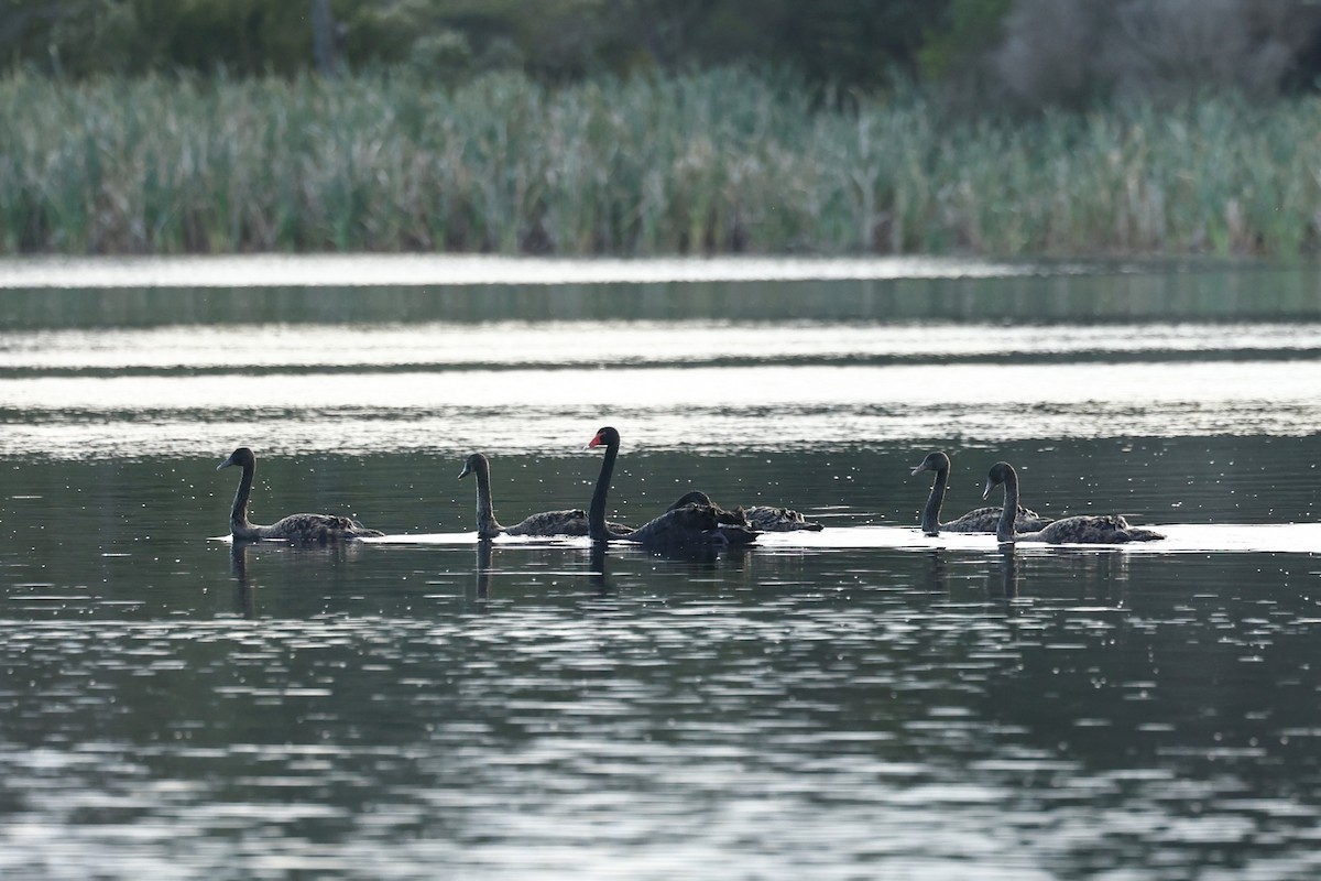 Black Swan - ML647182149