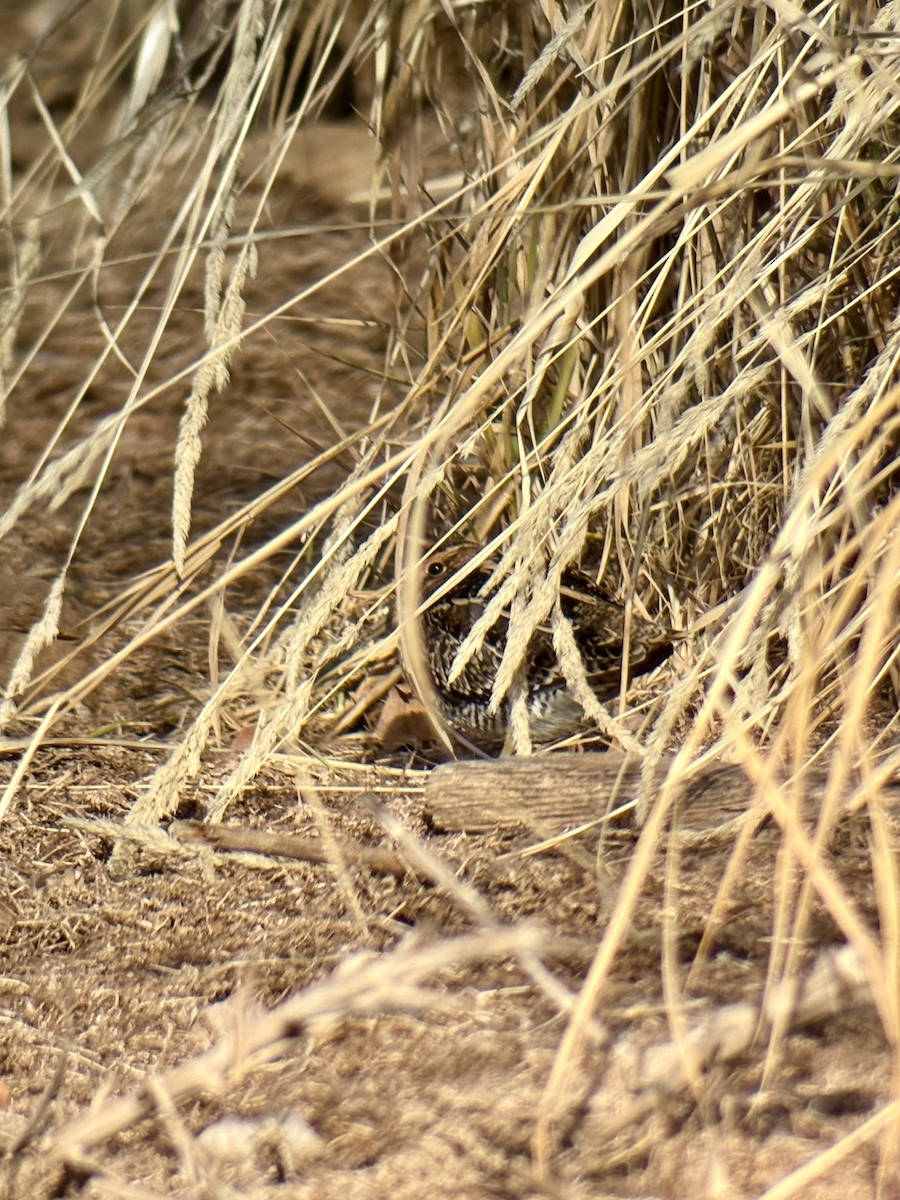 Wilson's Snipe - ML647182150