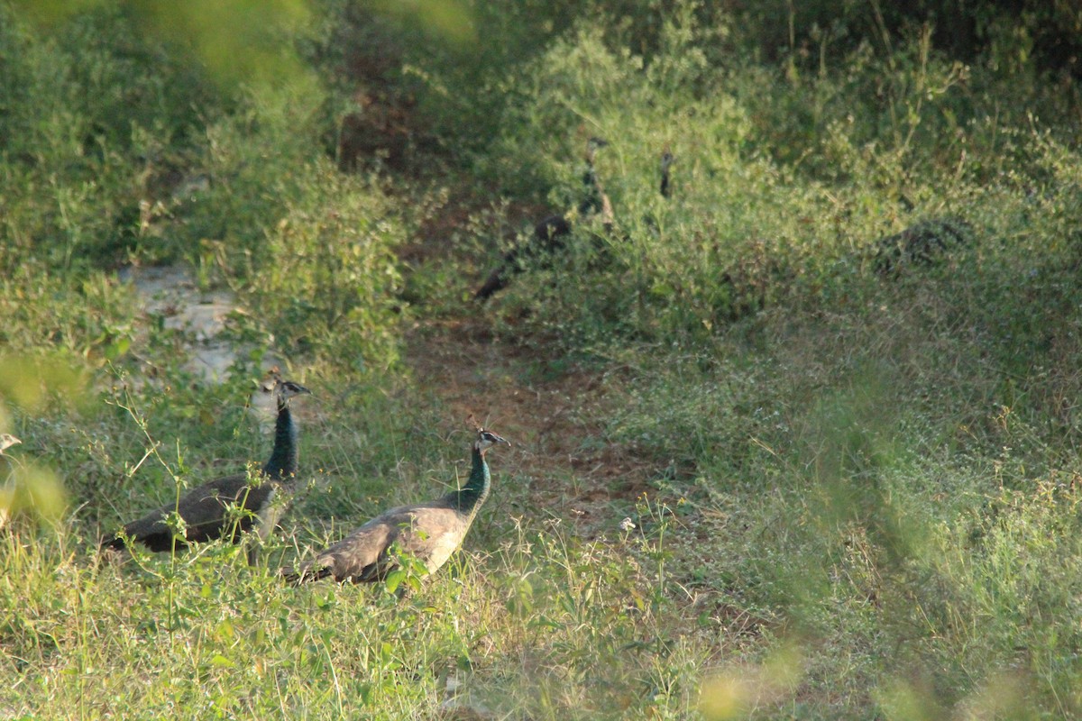 Indian Peafowl - ML647182153