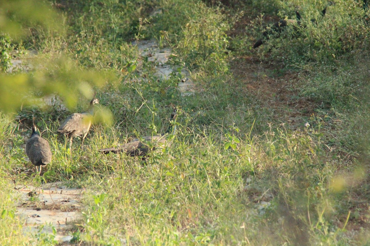Indian Peafowl - ML647182154