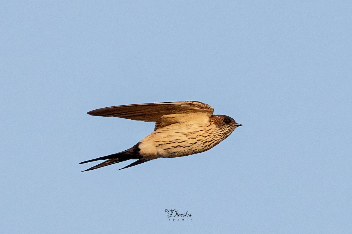 Eastern Red-rumped Swallow - ML647182156