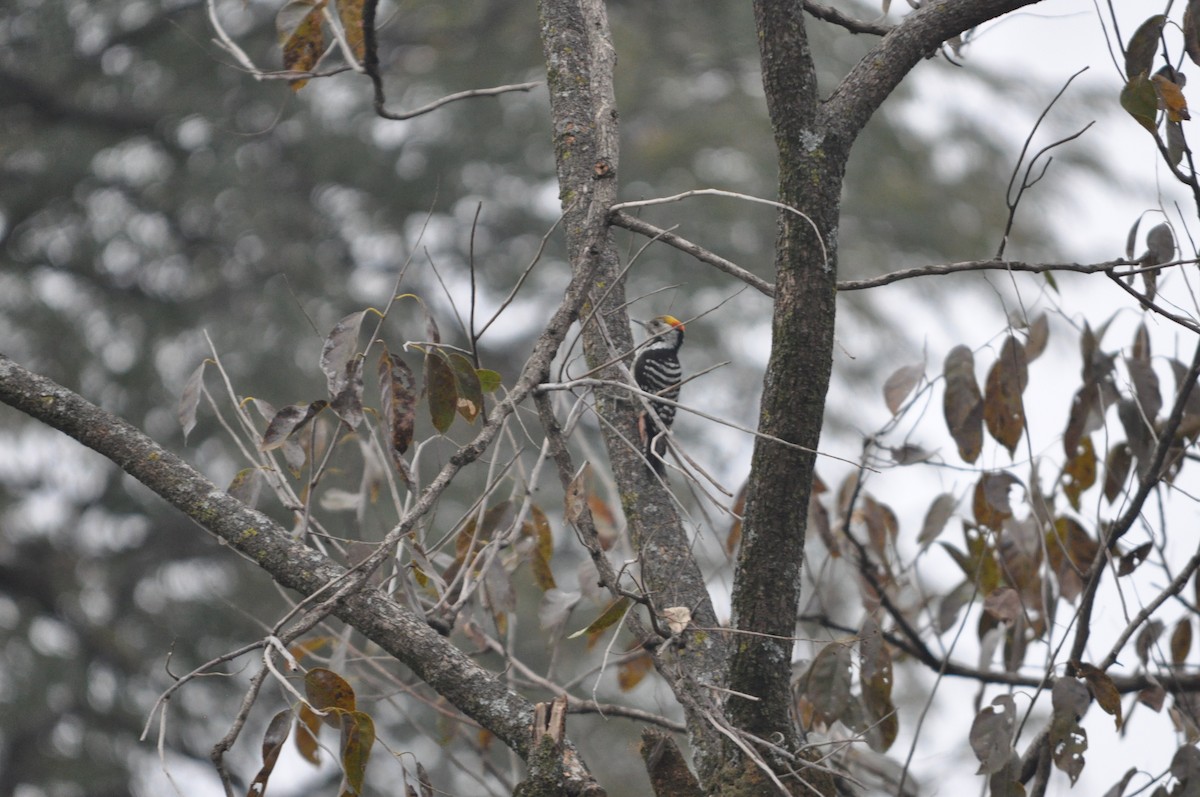 Brown-fronted Woodpecker - ML647182157