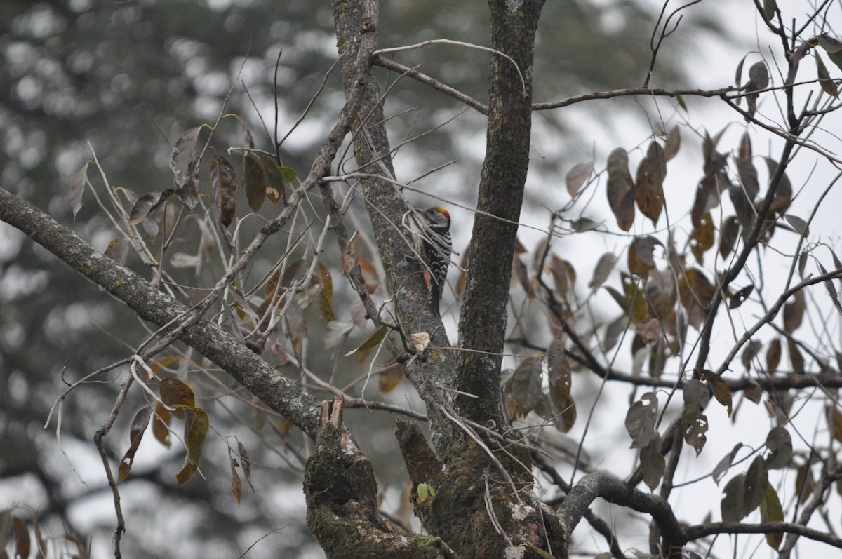 Brown-fronted Woodpecker - ML647182158
