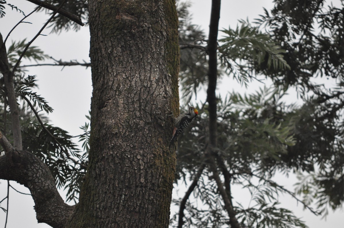 Brown-fronted Woodpecker - ML647182159