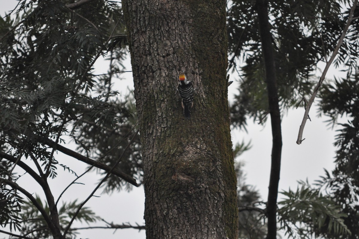 Brown-fronted Woodpecker - ML647182160