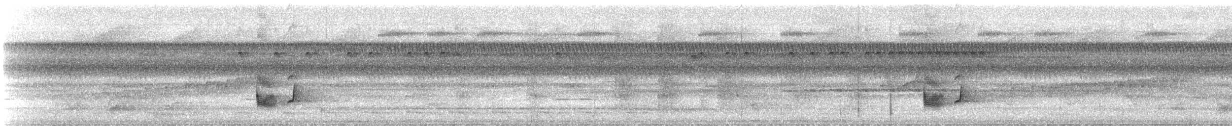 Dwarf Tyrant-Manakin - ML647182161