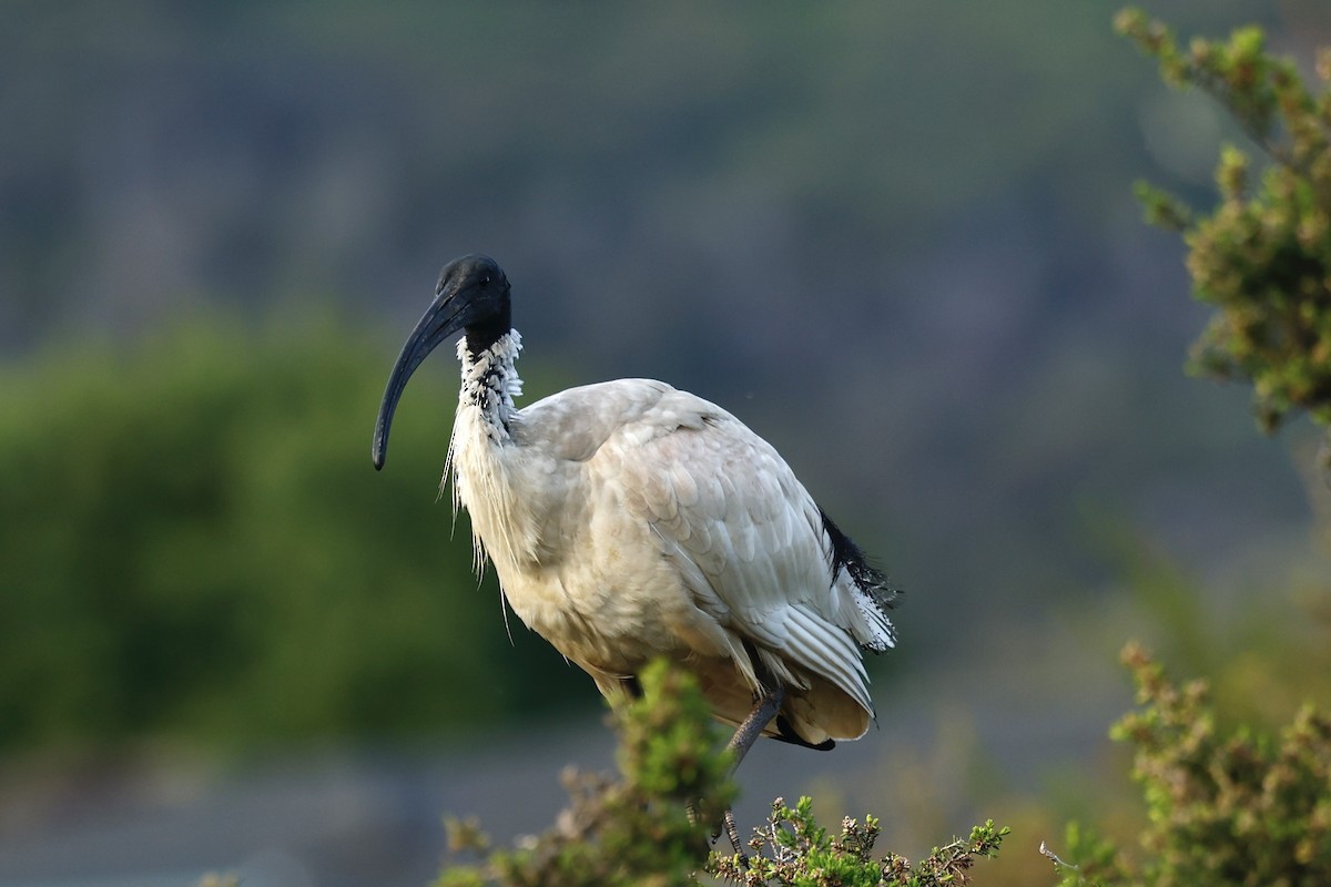 Australian Ibis - ML647182162