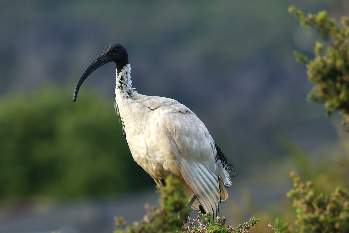 Australian Ibis - ML647182163