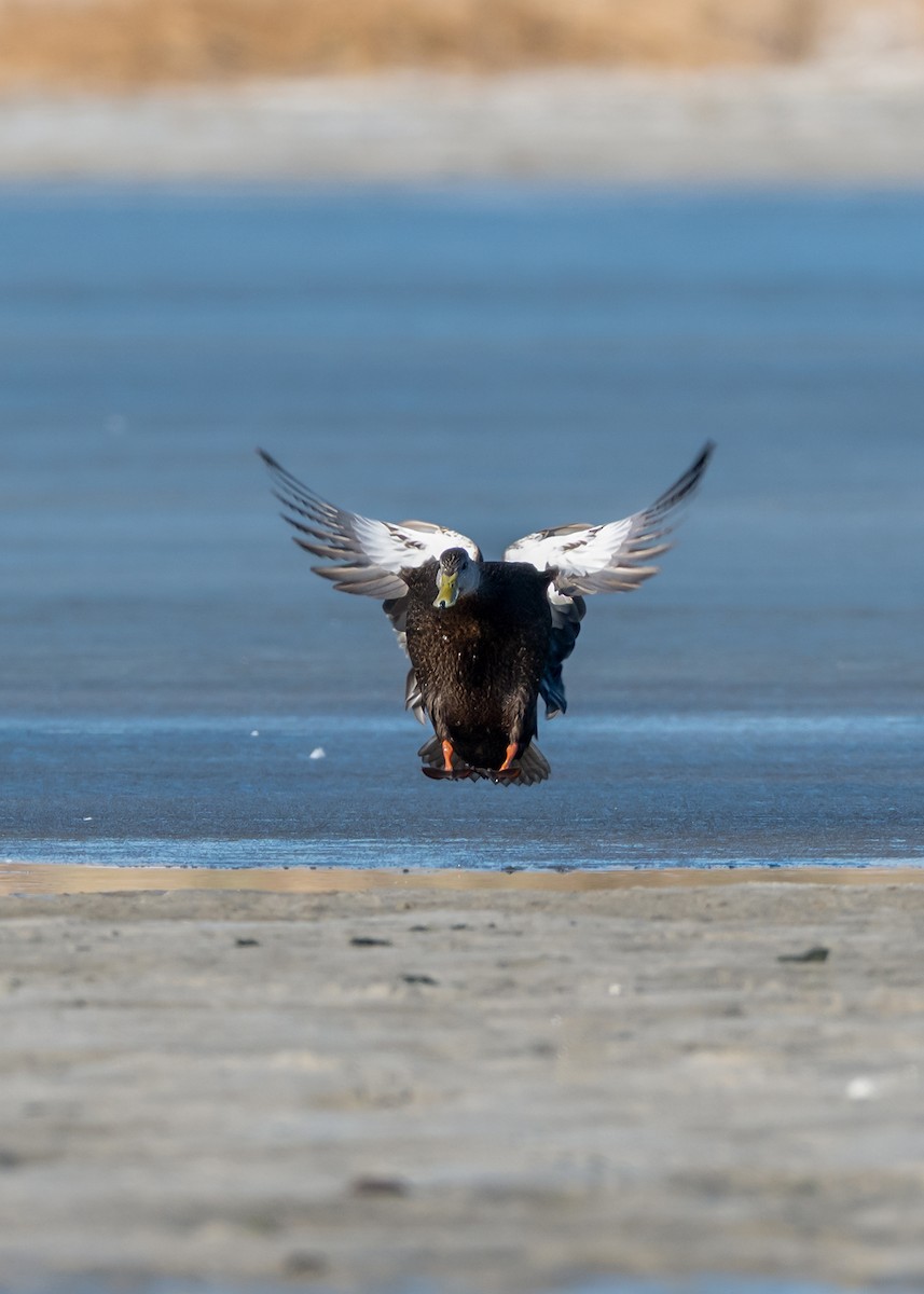 American Black Duck - ML647182165