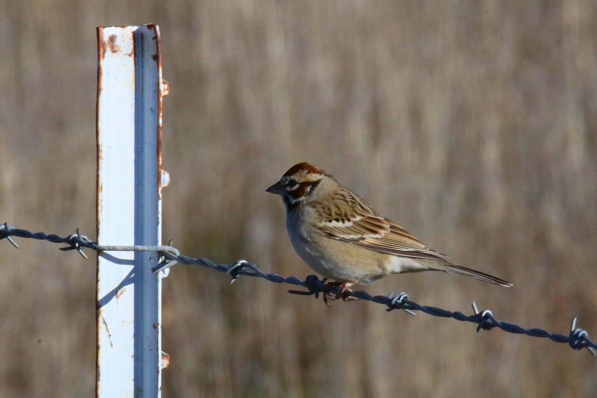 Lark Sparrow - ML647182167