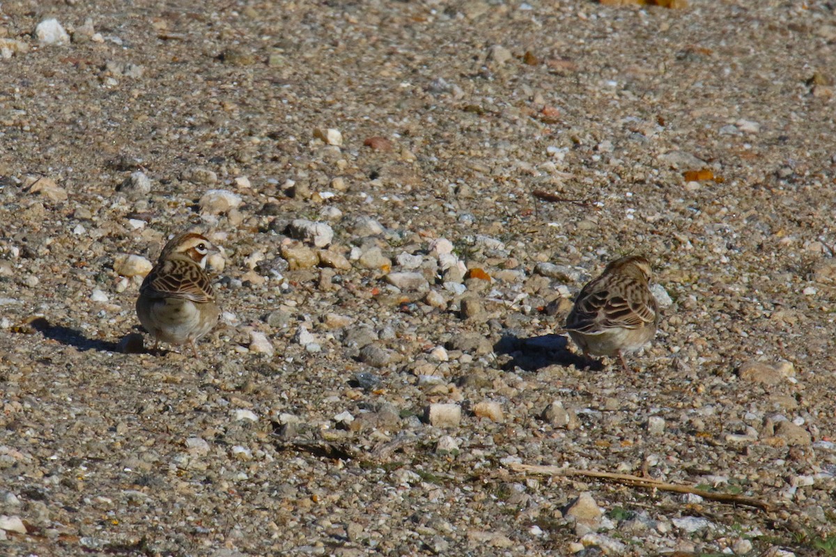 Lark Sparrow - ML647182169