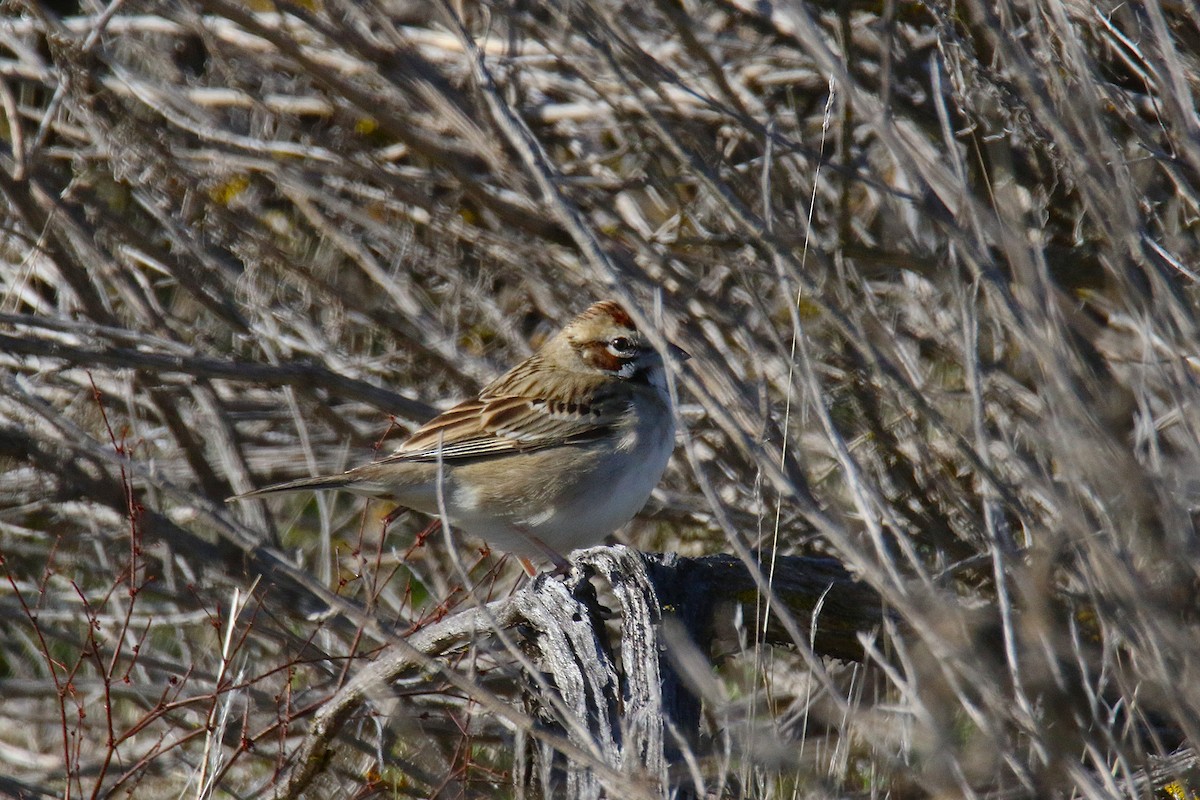 Lark Sparrow - ML647182170