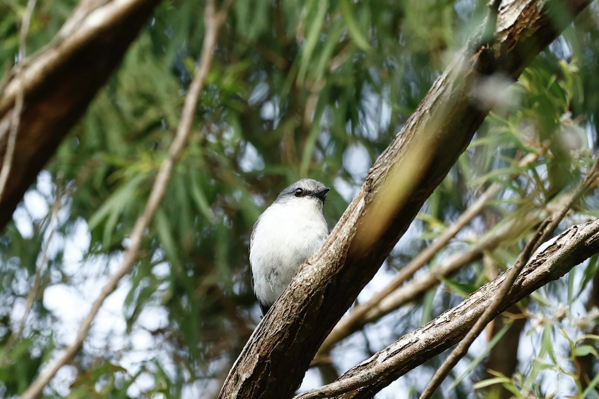 White-breasted Robin - ML647182171