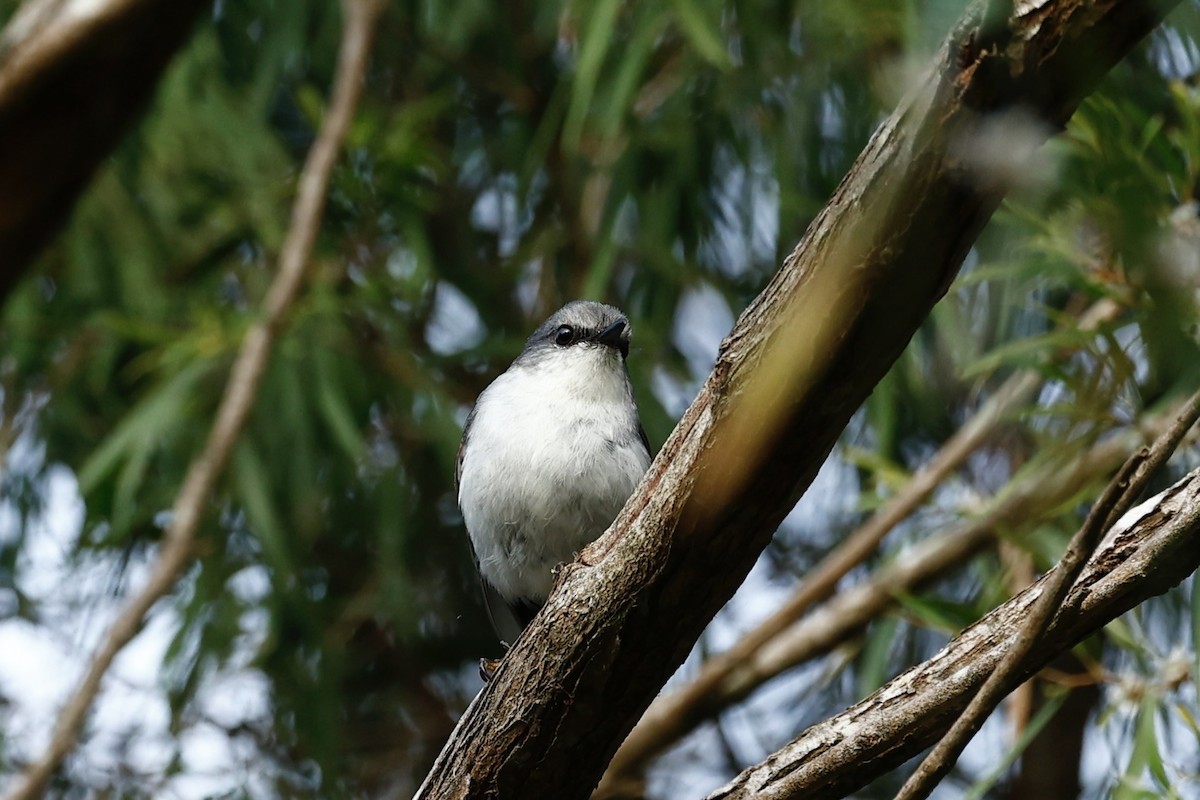 White-breasted Robin - ML647182172