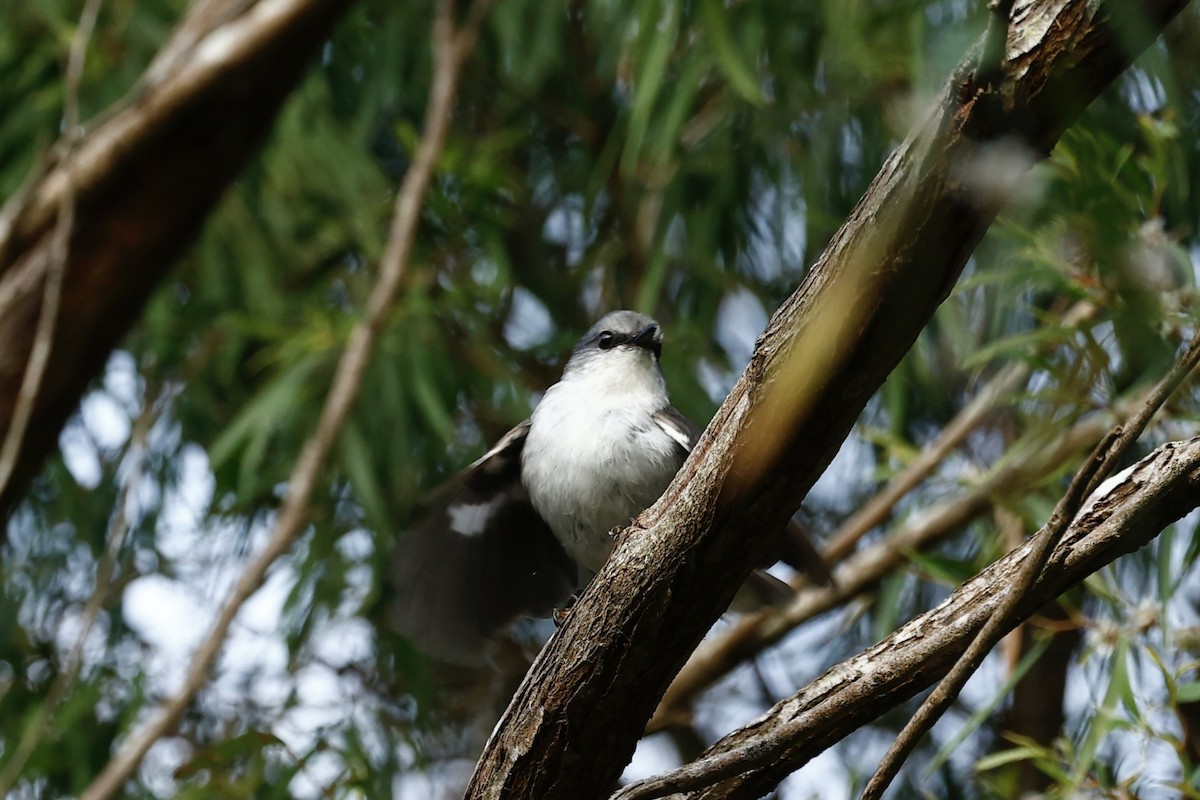 White-breasted Robin - ML647182173