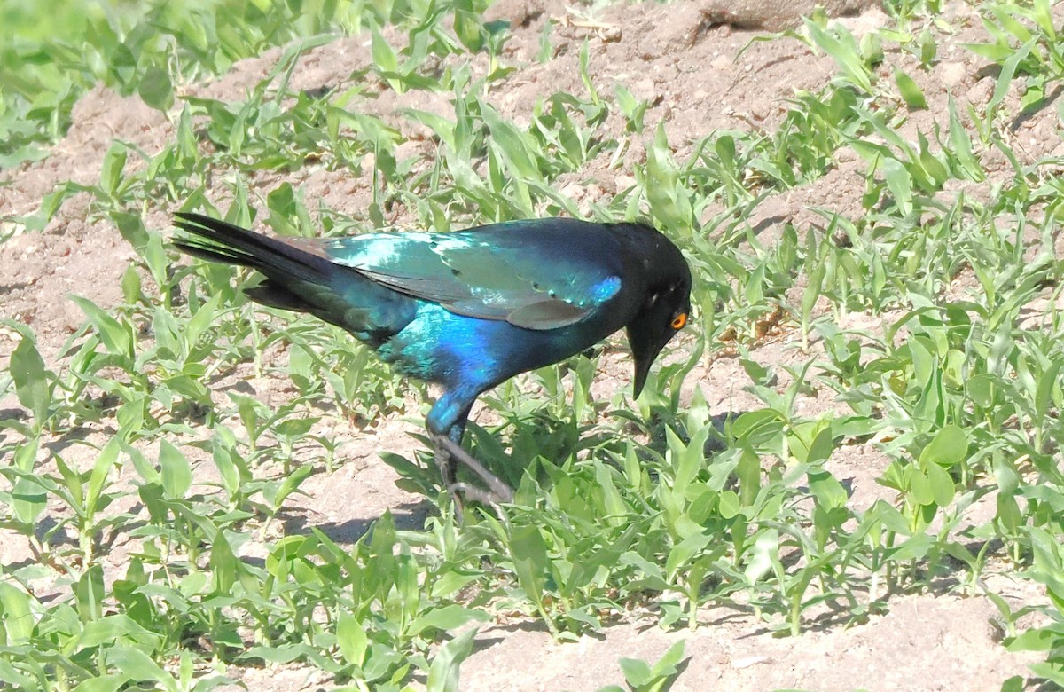 Greater Blue-eared Starling - ML647182189