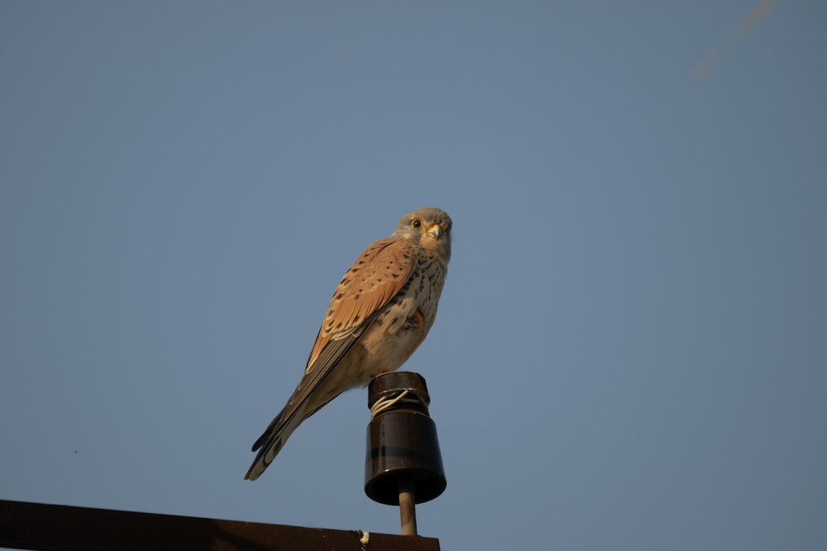 tårnfalk - ML647182204