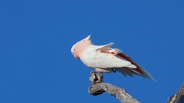 Pink Cockatoo - ML647182212