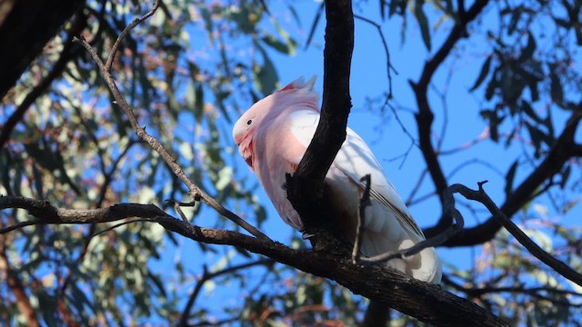 Pink Cockatoo - ML647182213