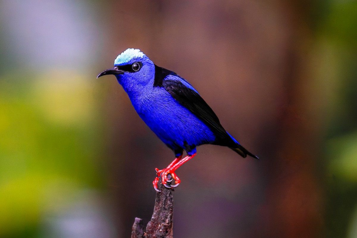 Танагра-медоїд бірюзова - ML647182220