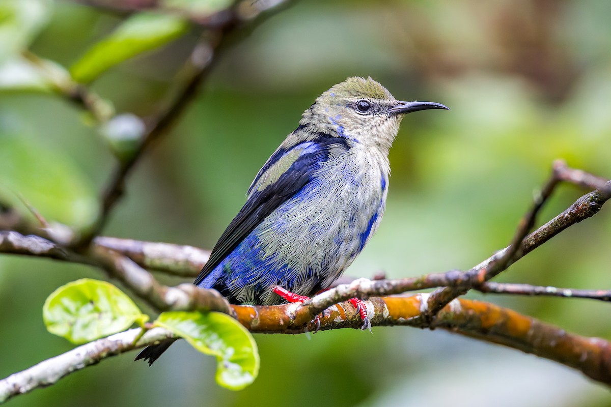 Танагра-медоїд бірюзова - ML647182221