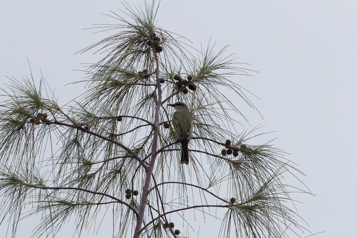 Tropical/Couch's Kingbird - ML647182223